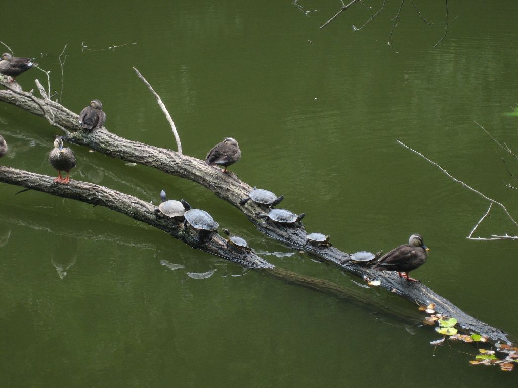 Sakatagaike